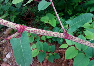 农村这植物叫 虎杖 ,对于咳嗽痰多有作用,遇见可以采摘一些
