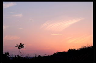 就起名 夕阳下的树吧