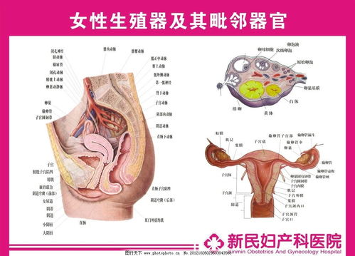 女性解剖 信息图文欣赏 信息村 K0w0m Com