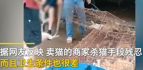 广西某市场出现贩卖猫肉一条街,各种猫被摆在门口,卫生状况极差