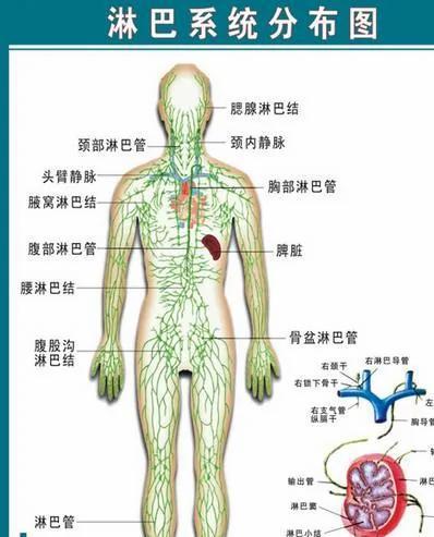 如果一个人换了头,那么他妻子是认他的身体,还是认他的脑袋