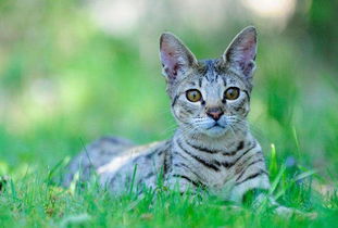 地球上10大最贵的猫品种,波斯猫排第五,第一卖到了60万元
