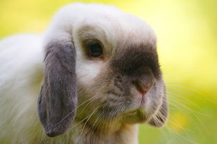 兔子眼屎和毛结块 硬,兔子硬的眼屎怎么处理