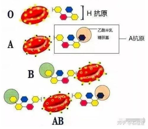 血型真的可以判断父子关系吗,血型亲子鉴定对照表 