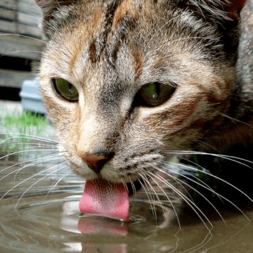 同样是舔水喝,为啥猫比狗优雅这么多