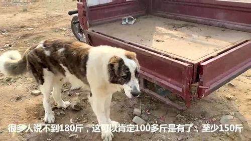 狗市 实拍狗市最大的犬种,180斤重站起来比人高,小狗值3000元 