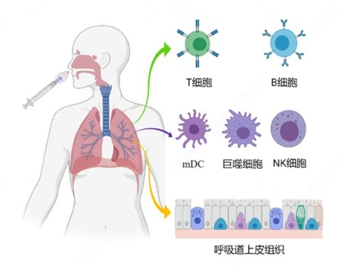 鼻喷新冠疫苗通过呼吸道粘膜免疫预防方式，能战胜新冠吗(鼻喷新冠疫苗接种)