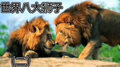 狮子座和狮子
