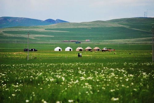 内蒙古有哪些草原(内蒙古有哪些草原没有三叶草)