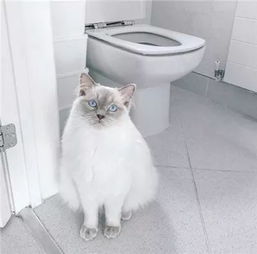 这只猫因为上厕所的那点事,被点了2万多赞