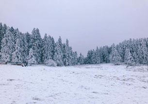 不用去北海道,重庆这个森林公园里拍冰雪奇缘