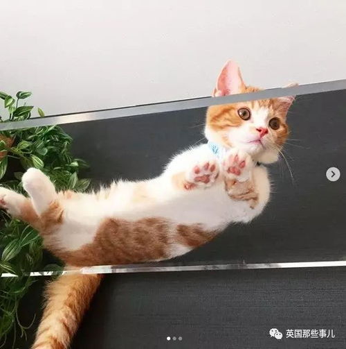 她家养了一对短腿小橘猫,每天也是要被萌到血槽清零了 