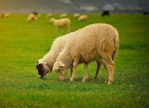 2019年属羊人的全年运势