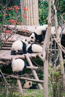 2017年成都大熊猫基地 成都大熊猫哺育研究中心 游玩攻略