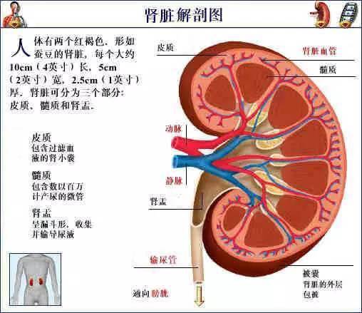 史上最全的人体解剖全图