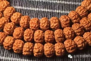 真正的一代盘龙纹小金刚菩提,究竟有哪些特点