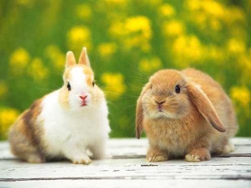兔子受了惊吓,怎么办 