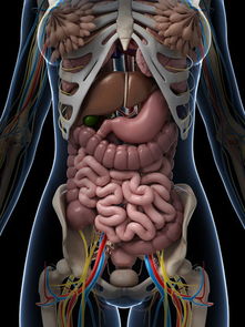 图片免费下载 女性器官素材 女性器官模板 千图网 