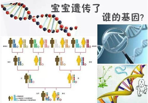 爹挫挫一个,娘挫挫一窝,这话有依据吗 孩子身高智商由哪方决定 