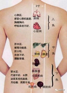 女人背薄 命长百岁