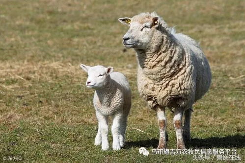 羊贩子的买羊技巧,你可得注意点