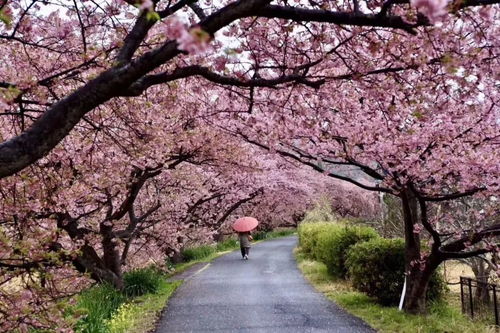 日本樱花预测网站有哪些日本樱花花期(日本樱花服务器免费网址)