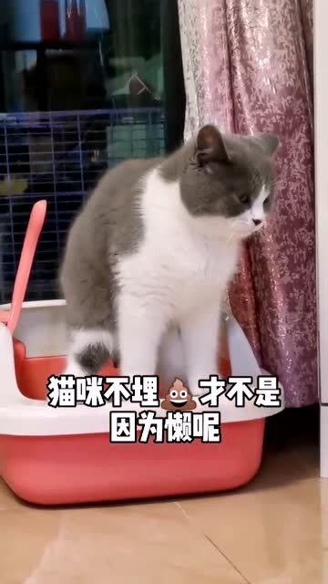 猫咪冷知识第二弹,你家猫埋吗 