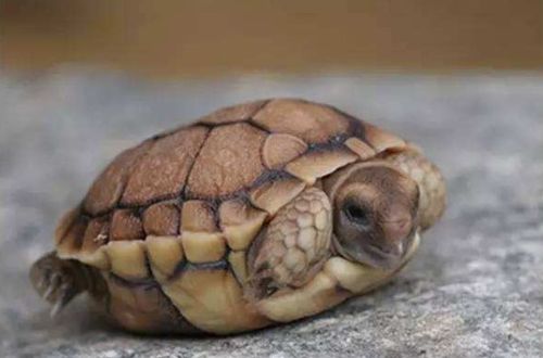 世界上最小的淡水龟是什么品种 