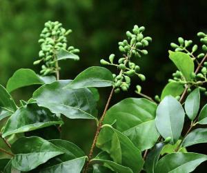 中生植物词语解释（女贞属于中生植物吗？）