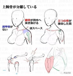 日文生肉,实用漫画技法教程,以及一些实用冷知识,人体结构