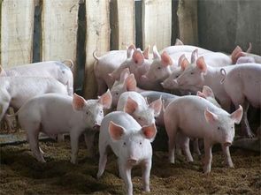 300斤大猪多少钱一斤 养猪50只一年赚多少钱