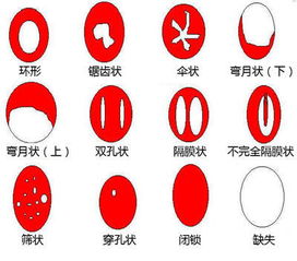 内有瞎眼图：一起来看真人处女膜