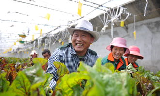 今日西藏 世界屋脊西藏 农牧业现代化程度不断提高