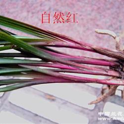 四川蕙兰红草和陕甘地区红香妃的区别,红香妃和香妃一样吗？