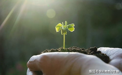 水溶肥怎么用效果好 水溶肥用什么好 水溶肥有哪些特点