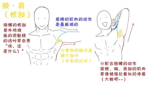 新手人物肌肉该怎么画 各种人体肌肉画法汇总