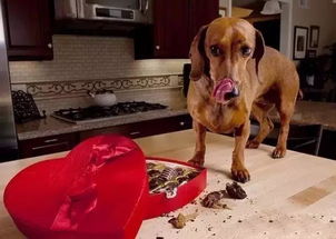 馋嘴狗狗偷吃了巧克力,结果却什么事也没有