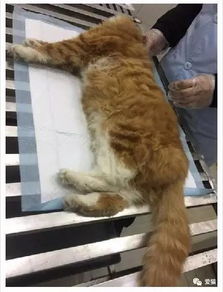 网友捡到只流浪猫,养了一年就后悔了,只因他没听过橘猫的传说