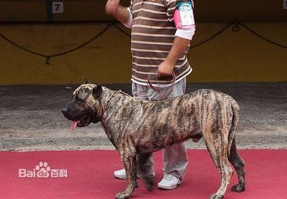 大型犬的品种名字加图片,谢谢 