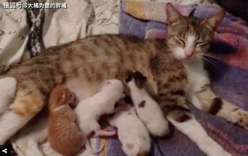 流浪猫被救后生下5只小猫,可因病不能喂养小猫,宠主的办法真妙
