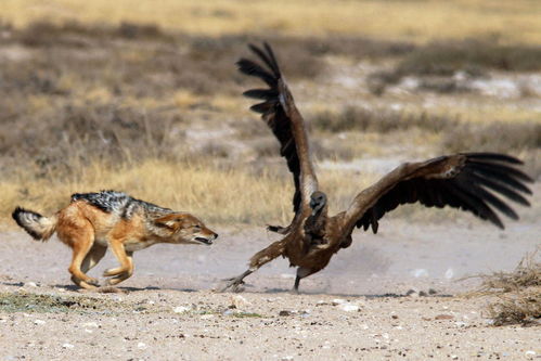 非洲草原上的狼鹰大战