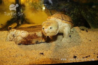 窄桥蛋龟是很好看的宠物 龟谷鳖老