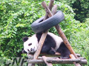 我国圈养大熊猫正步入生育高峰期 