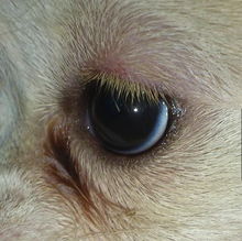 为什么狗狗眼睛无故肿了是怎么回事呢 