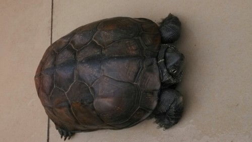 求知啊 这是不是广东草龟 