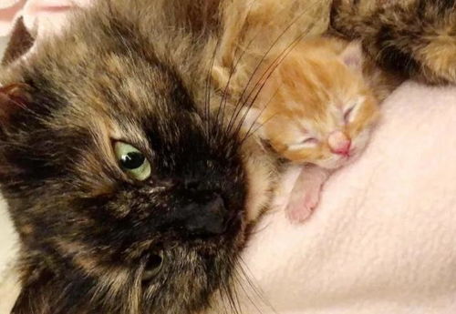 流浪猫刚生下4只小猫,却遇上绵绵阴雨,小猫的叫声救了猫咪一家
