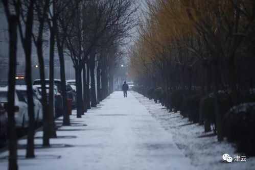 多图预 景 一觉醒来,津城的雪美得像做梦一样 津云 今天