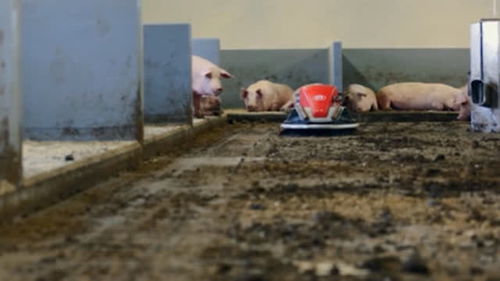 超大号扫地机器人,专门清理猪粪,原来国外都是这样养猪的 
