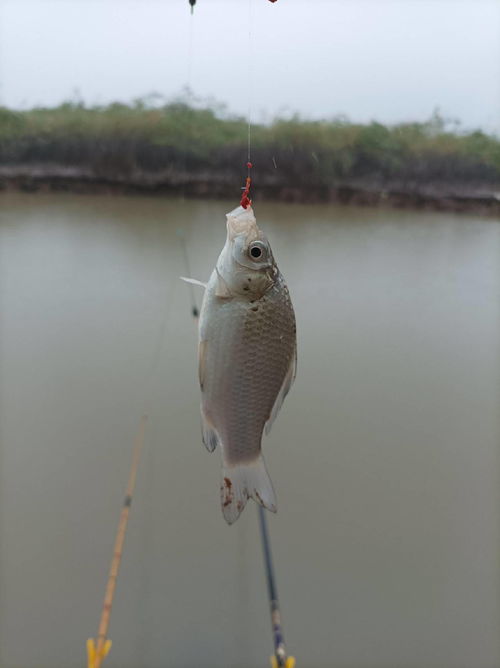 雨天降温秋钓时,鱼口轻要钓灵,看我野河垂钓如何爆连鲫鱼