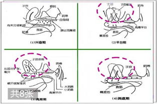 图解 女性高潮时子宫的变化过程